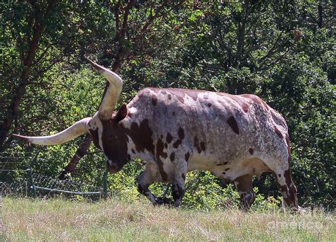 Brown Ankole Watusi Cattle Photograph By Lorrie Bible Fine Art America