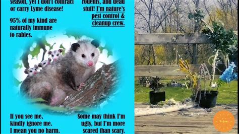 الأبوسوم Opossum Youtube