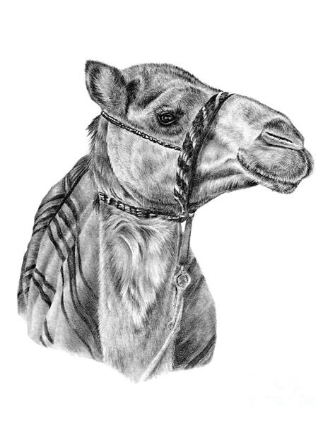 Camel Pencil Drawing By Greg Joens Fine Art America Ph