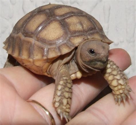 Mini Turtle Pet Uk Pets Animals Us