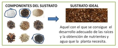 Cómo Preparar Sustrato Para Huerta Sustrato Ecológico Características
