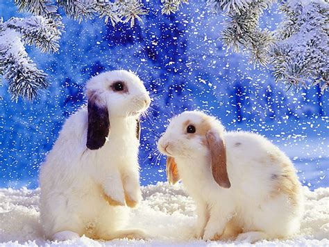 1920x1080px 1080p Free Download Winter Rabbits Forest Rabbit