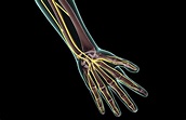 Median Nerve: Anatomy, Function, and Treatment