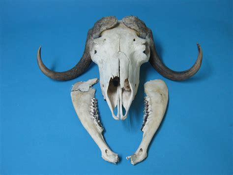 Musk Ox Skull And Cap 15 240 1 G04 Natural Exotics Canada