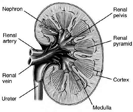 Kidneys eliminate either hypotonic or hypertonic urine according to the need of the body. Draw a labeled diagram of the human kidney as seen in a ...