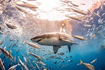 ¿Cuánto sabes sobre el tiburón blanco?