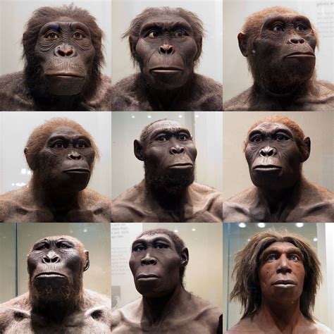Human Ancestors Nine Models Of Human Ancestors Well Tec Flickr