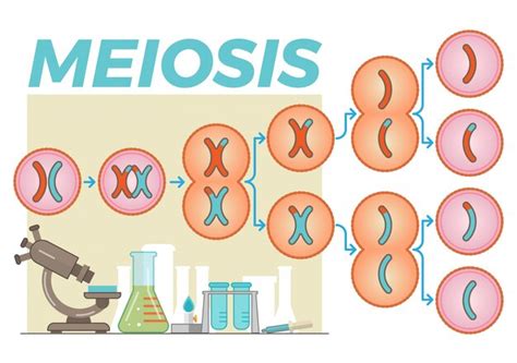 Meiosis Free Vectors Stock Photos And Psd