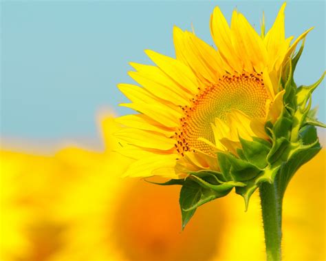 Hermosos girasoles hd 1280x1024 - imagenes - wallpapers ...