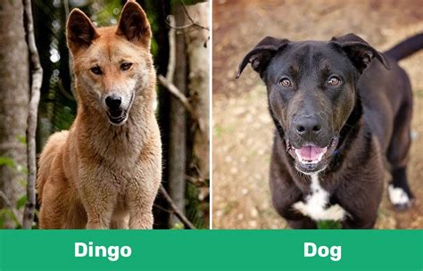Domesticated Dingo
