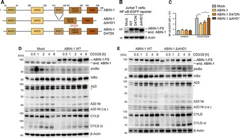 Negative Function Of Abin 1 On Cbm Signaling Relies On Binding To A20