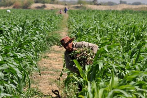 Campesinos Sin Apoyo Info Metrópoli