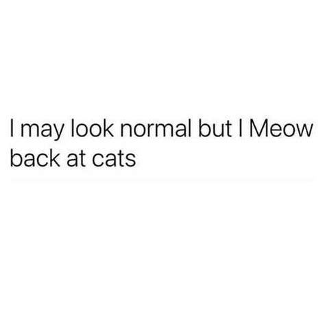 I May Look Normal But I Meow Back At Cats Quote Funnyquote Petquote