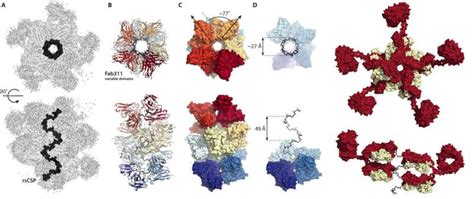 Scientists Capture Images Of Antibodies Working Together Against Malaria