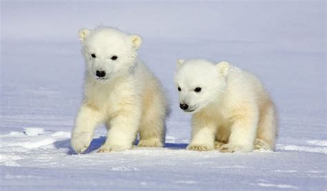 Cooling Off With Cute Arctic Animals Cuteness Overflow