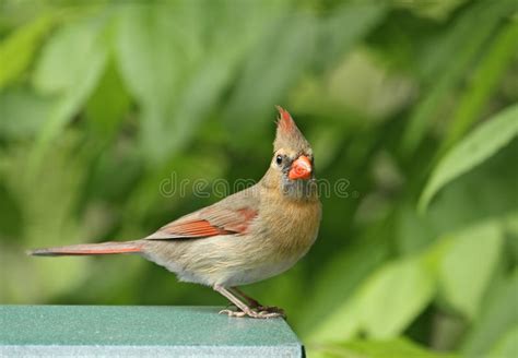 Pair Of Northern Cardinals Stock Image Image Of Wild 13033209