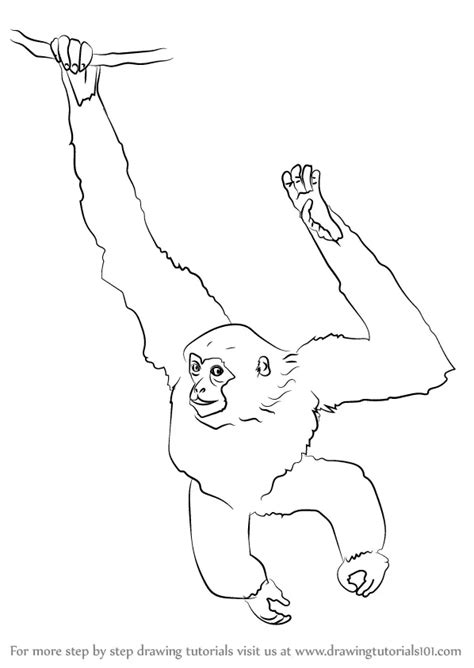 How To Draw A Siamang Primates Step By Step