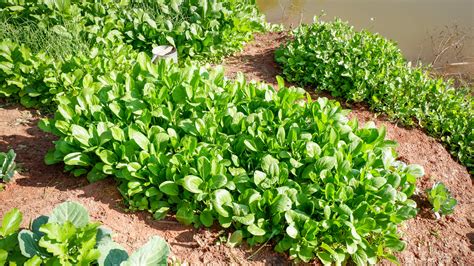 The Ultimate Guide To Growing Mustard Plant Propagation