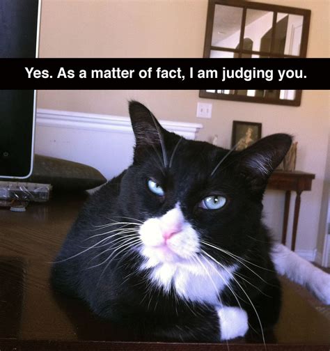 32 Funny Tuxedo Cat Memes Factory Memes