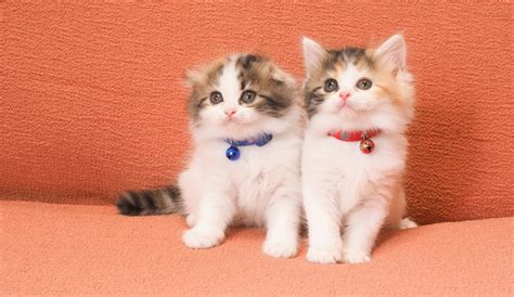 8月8日は世界猫の日由来や世界各地の猫の日を紹介 SKYWARD スカイワードプラス