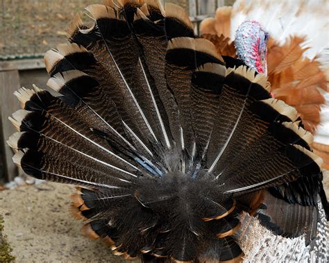 Today's broad breasted toms and hens usually weigh much more. Turkey Strut | Curbstone Valley