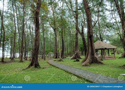 Pine Forest In Laem Son National Park Ranong Thailand Stock Image
