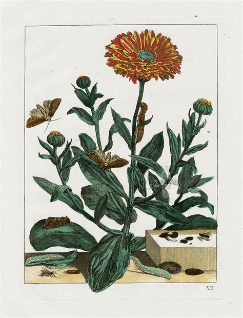 Jacob Ladmiral Butterfly And Botanical Prints 1774 Superb Original Hand