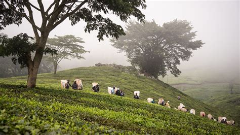 Satemwa Tea Estate In Thyolo District｜malawi Travel And Business Guide