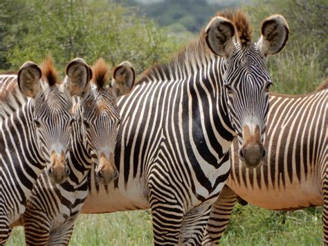 Grevys Zebra Conservation Full Steam Ahead Marwell Zoo