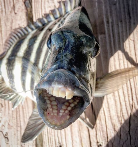 Sheepshead Fish Facts About The Fish With Human Teeth Science Abc