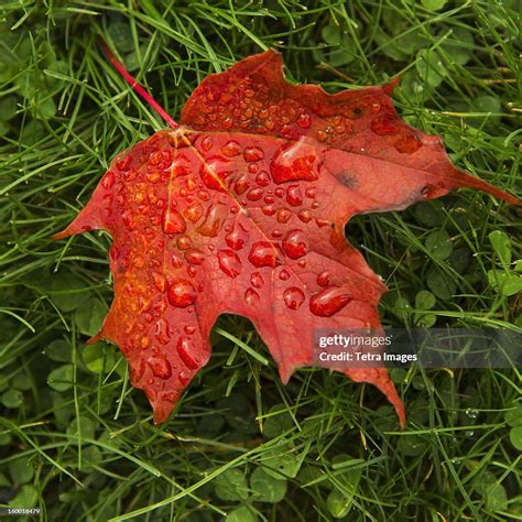 Wet Autumn Leaf On Grass High Res Stock Photo Getty Images