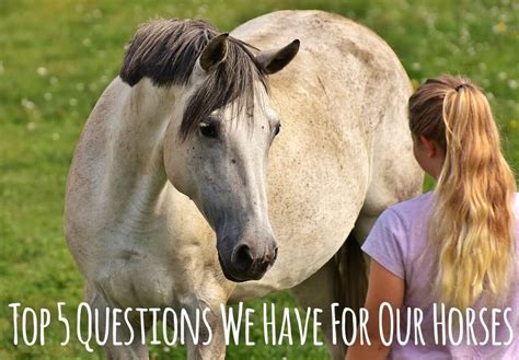 Top 5 Questions Horse Owners Would Ask Their Horses If They Could