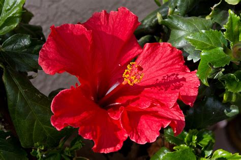 Red Hibiscus Bloom Free Stock Photo Public Domain Pictures