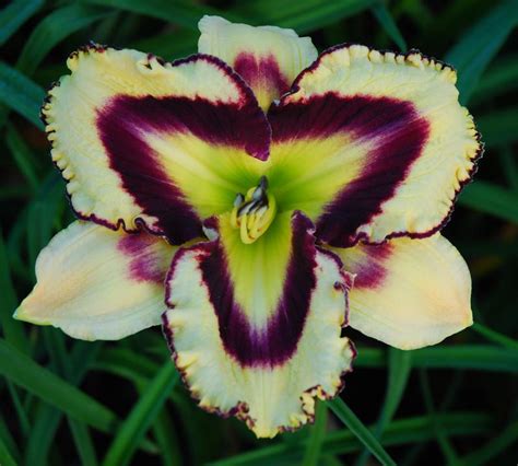Favorite Things Daylily Garden Picotee Prism
