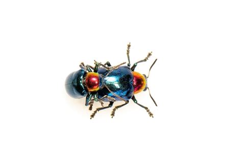 premium photo blue milkweed beetle it has blue wings and a red head couple make love insect