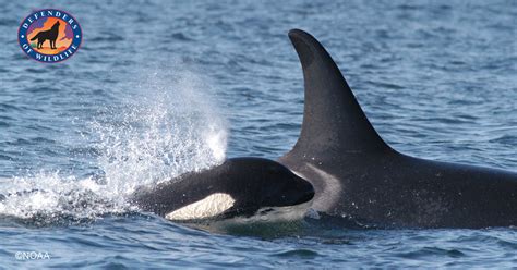 Defenders Of Wildlife Demand Action To Save Endangered Salmon And Orcas