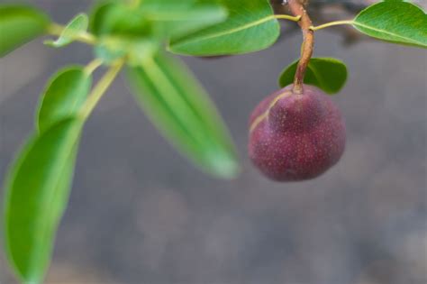 6 how to grow anjou pear tree. PEAR D'ANJOU For Sale in Boulder Colorado