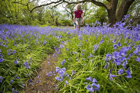 Bluebells Growing On A Limestone Hill Stock Image C0245211
