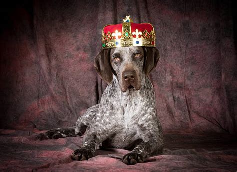 Dog With Crown Stock Photos Pictures And Royalty Free Images Istock