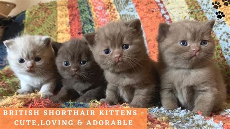 British Shorthair Kittens Playing Cute And Adorable British Shorthair