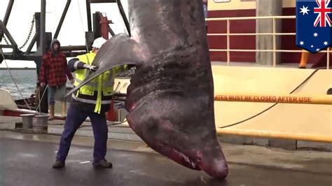 Shark Rare Giant 40 Foot Basking Shark Caught Off Southern Australia