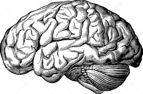 Vintage Anatomic Illustration Human Brain ⬇ Stock Photo Image By