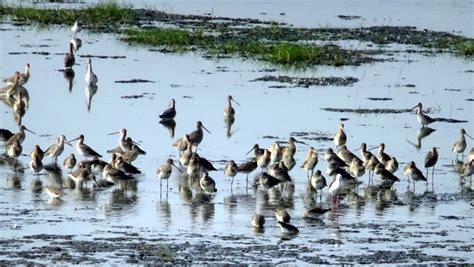 Migratory Birds Arrive In Chilika Lake Orissapost