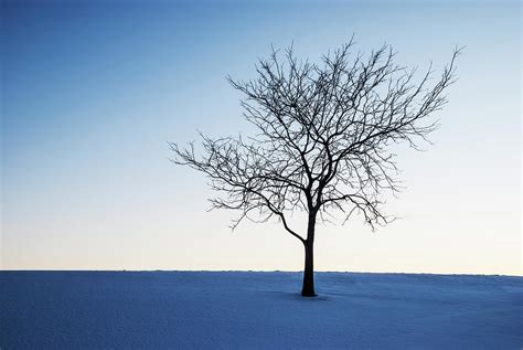 Winter Tree Photograph By Vishwanath Bhat Fine Art America