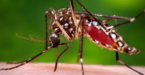 Zika Virus Not Controllable Cdc Directors Grim Warning