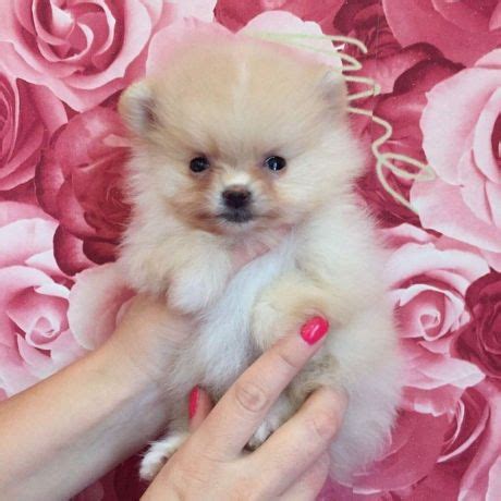 Find a good dog to add to your family here. Charming Pomeranian Puppies For Sale - Denver - Colorado ...