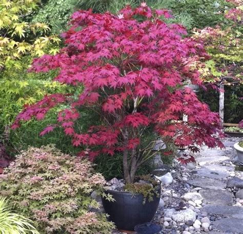 Japanese Maple Tree Complete Growing And Caring Guide Gardens Nursery