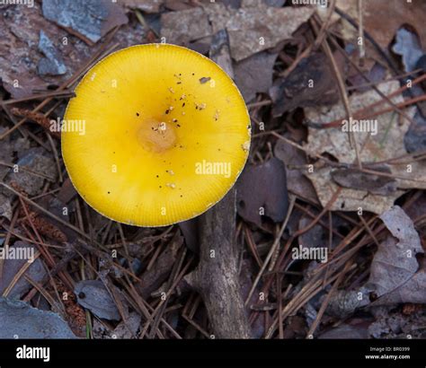 Beautiful Mushrooms In Northern Michigan Usa Stock Photo Alamy