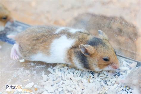 Are Hamsters Nocturnal All About Hamsters Sleeping Habits