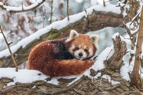 Huit Faits étonnants Sur Le Panda Rouge La Science Les Actualites